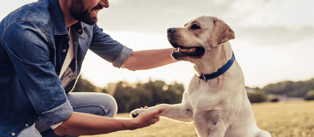 Memorialize Your Pet With Unique Pet Memorial Jewelry